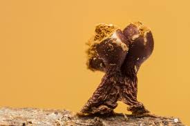 Attēlu rezultāti vaicājumam “Trichia botrytis var. cerifera stalked”