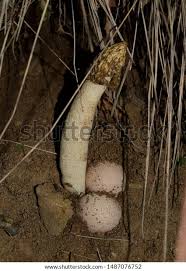 Attēlu rezultāti vaicājumam “Phallus impudicus”