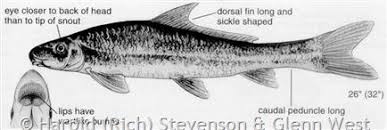 Image result for Cycleptus elongatus