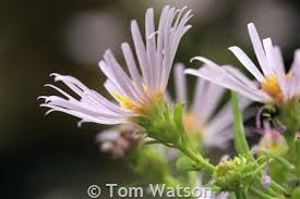 Image result for Aster lanceolatus