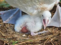 Image result for albatross dead chick