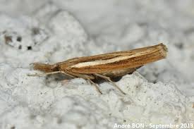 Attēlu rezultāti vaicājumam “Agriphila tristella”