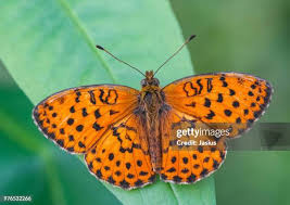 Attēlu rezultāti vaicājumam “Brenthis daphne”