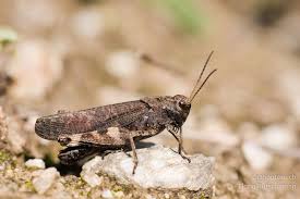 Attēlu rezultāti vaicājumam “Psophus stridulus”