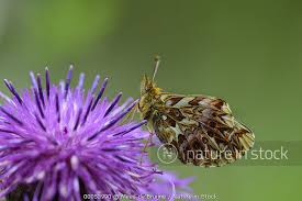 Attēlu rezultāti vaicājumam “Boloria titania”