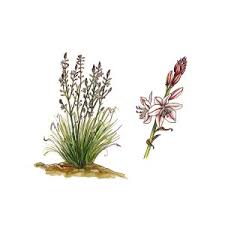 Image result for Asphodelus fistulosus