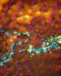 Attēlu rezultāti vaicājumam “Badhamia sp.”