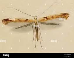 Attēlu rezultāti vaicājumam “Caloptilia hemidactylella”