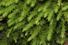 Attēlu rezultāti vaicājumam “Anomodon viticulosus”