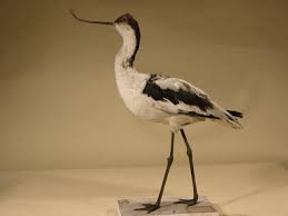 Image result for Recurvirostra avosetta