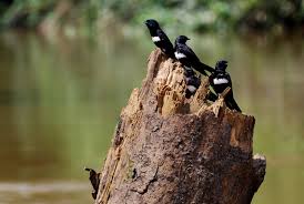 Attēlu rezultāti vaicājumam “Hirundinidae”