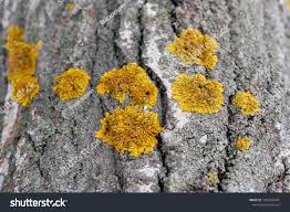 Attēlu rezultāti vaicājumam “Xanthoria polycarpa”