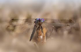 Attēlu rezultāti vaicājumam “Orthetrum brunneum”