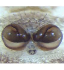 Attēlu rezultāti vaicājumam “Gibbaranea gibbosa”