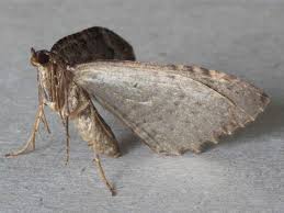 Attēlu rezultāti vaicājumam “Triphosa dubitata”