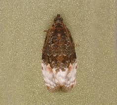 Attēlu rezultāti vaicājumam “Apotomis betuletana”