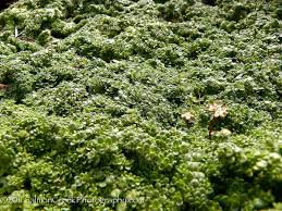 Attēlu rezultāti vaicājumam “Thymus serpyllum”