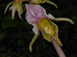 Attēlu rezultāti vaicājumam “Epipogium aphyllum”