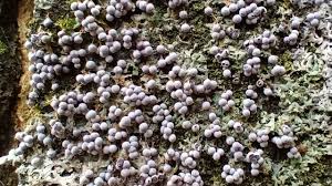 Attēlu rezultāti vaicājumam “Badhamia sp.”