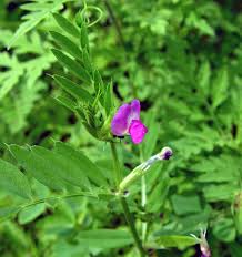 Attēlu rezultāti vaicājumam “Vicia angustifolia flower”