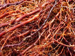 Attēlu rezultāti vaicājumam “Galium album fruit”