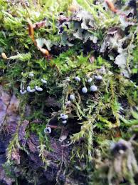 Attēlu rezultāti vaicājumam “Lignydium muscorum spores”