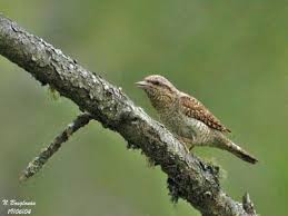 Attēlu rezultāti vaicājumam “Jynx torquilla adult”