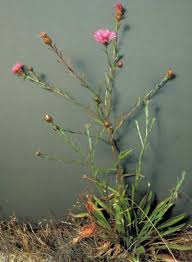 Attēlu rezultāti vaicājumam “Centaurea jacea bud”