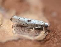 Attēlu rezultāti vaicājumam “Yponomeuta plumbella”