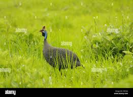 Attēlu rezultāti vaicājumam “Numida meleagris adult”