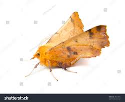 Attēlu rezultāti vaicājumam “Ennomos autumnaria”