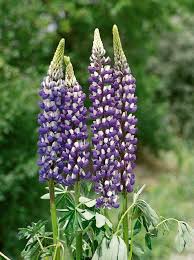 Attēlu rezultāti vaicājumam “Lupinus polyphyllus”
