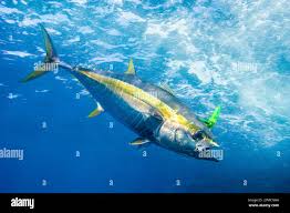 Image result for Thunnus albacares