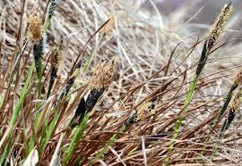 Attēlu rezultāti vaicājumam “Carex cespitosa”