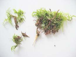 Attēlu rezultāti vaicājumam “Eurhynchium striatum”