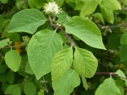 Attēlu rezultāti vaicājumam “Lonicera xylosteum”