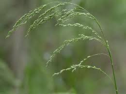 Attēlu rezultāti vaicājumam “Glyceria striata fruit”