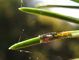 Attēlu rezultāti vaicājumam “Schizolachnus pineti”