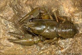 Attēlu rezultāti vaicājumam “Astacus astacus”