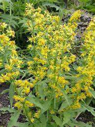Image result for Solidago virgaurea