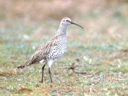 Image result for Numenius tenuirostris