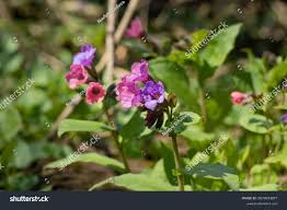 Attēlu rezultāti vaicājumam “Pulmonaria obscura flower”