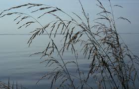 Attēlu rezultāti vaicājumam “Festuca arenaria”