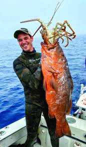 Image result for Lutjanus cyanopterus