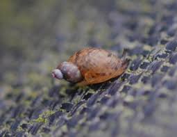 Attēlu rezultāti vaicājumam “Succinea”