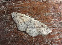 Attēlu rezultāti vaicājumam “Cyclophora albipunctata”