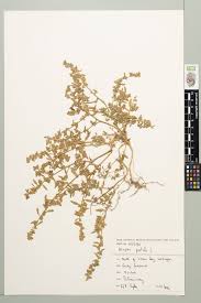 Attēlu rezultāti vaicājumam “Atriplex patula”