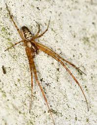 Attēlu rezultāti vaicājumam “Metellina segmentata”