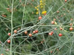 Attēlu rezultāti vaicājumam “Asparagus officinalis fruit”