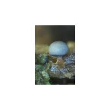 Attēlu rezultāti vaicājumam “Diderma subviridifuscum spores”